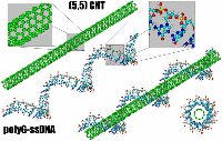 Bio-Nano-Verbindung aus DNA-Strang und Kohlenstoff-Nanorhre