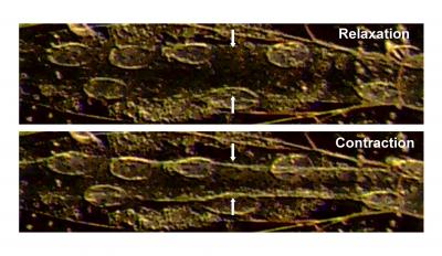 Larval heart from Drosophila