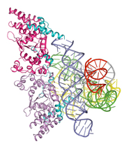 Crystal structure of an RNA molecule bound to a protein