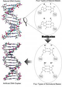 Artifical DNA molecule