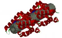 lysozyme - nanotube