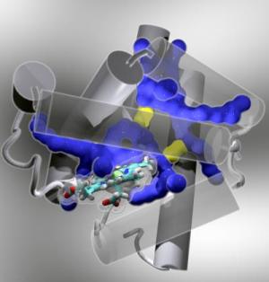 Oxygen-storage protein myoglobin