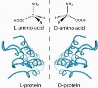 Snow flea antifreeze protein