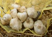 Garlic