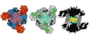 Drei Halbschnitte des Proteins DegP
