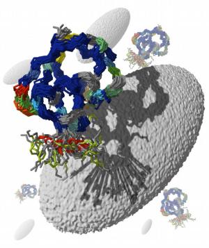 Ubiquitin