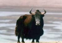 Yak