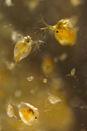 Wasserfloh Daphnia magna