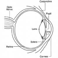 Artificial corneas