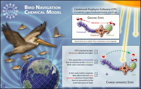 Photochemical compass for bird navigation