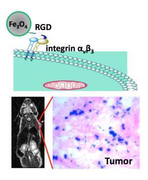 Cancer-Detecting Nanoparticles