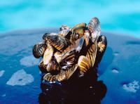 Zebra mussels