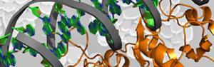 Bacterial transition-state regulator protein AbrB (gold) binding to DNA
