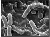 Antibacterial microcapsules
