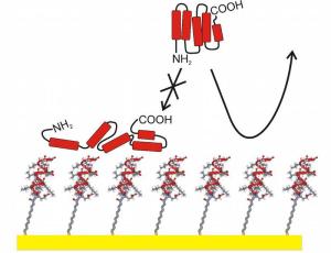 By using a specific peptide, the scientists were even able to create a surface which is totally resistant to proteins, a feature which is highly desirable for particular purposes.