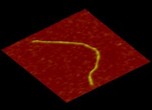 Einzelne Nanofaser aus Fibrinogen