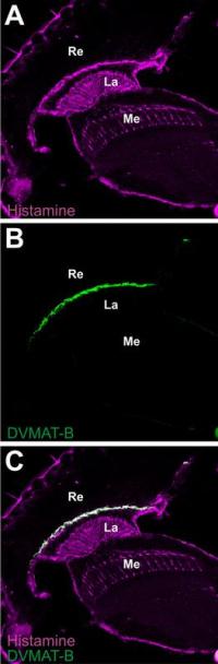 Histamin co-lokalisiert mit DVMAT-B