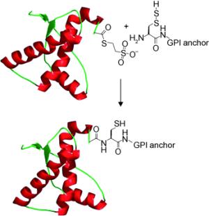 GPI-anchored prion protein