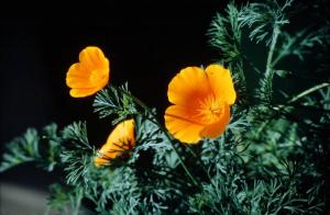 Kalifornischer Goldmohn