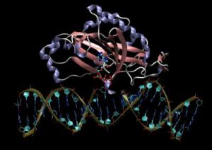 REL1 enzyme