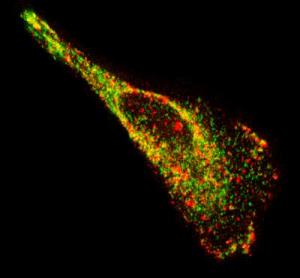 A motile epithelial cell showing native mRNA (red) and a protein known to bind to mRNA (green).