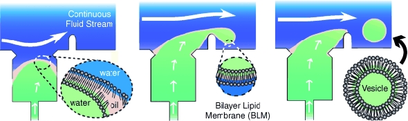 Synthetic biology: progress toward artificial cells