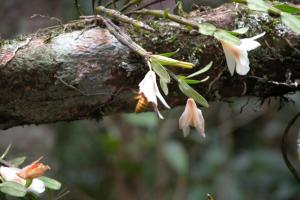 Dendrobium sinense