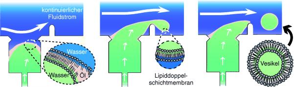 Unilamellare Phospholipidvesikel