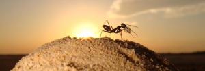 Cataglyphis fortis bei der Nahrungssuche