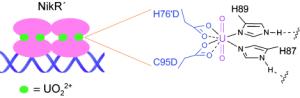 Uranium-binding protein