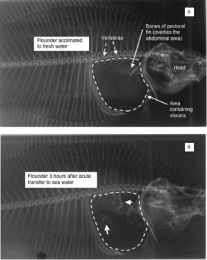 Flounders Demonstrate Fish Carbonate Production