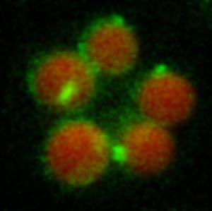 Hefezellen, die ein fluoreszenz-markiertes Tgl4-Protein herstellen