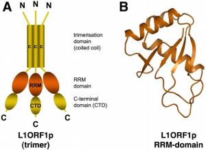 A Scheme of the L1ORF1p trimer