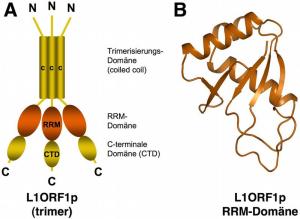 Schema des L1ORF1p-Proteins