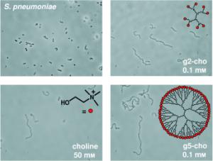 A culture of pneumococci