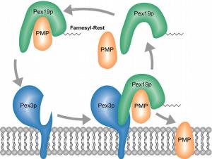Peroxisomale Membranproteine, PMPs