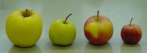 Mit Phytoplamsen infizierter Baum
