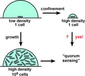 Quorum sensing