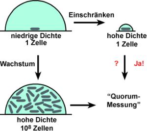 Quorum Sensing