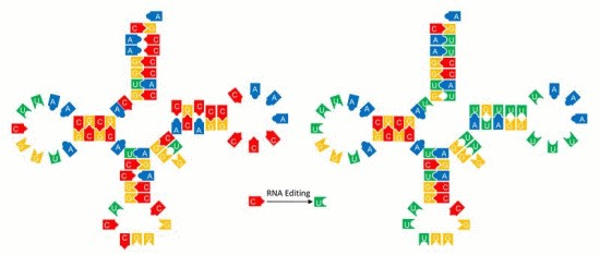 RNA Editing