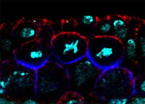 Embryo der Fruchtfliege Drosophila