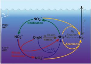 The Marine Nitrogen Cycle
