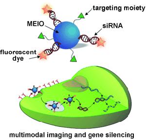 Multimodal imaging and gene silencing