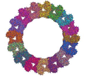 Molekulares Modell des Mx-Proteins