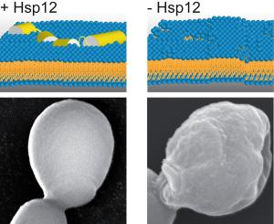 Hsp12 - ein Stressprotein zur Membranstabilisierung