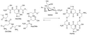 DCL aus Peptiden