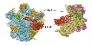Zelluläres Räderwerk hält Proteinproduktion in Gang