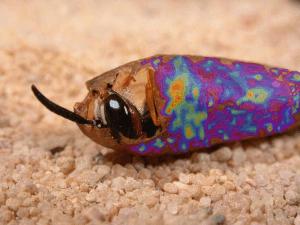 Beewolves Protect their Offspring With Antibiotics