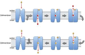 Struktur und Funktion des Membranproteins zum Transport von Carnitin.