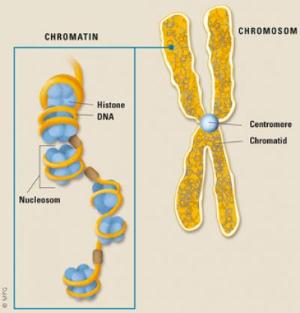 Histone Histone